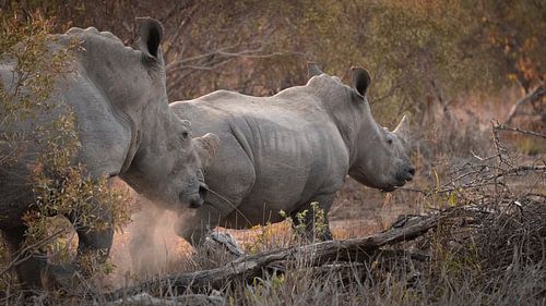 Majestic Rhinos van Mitchell Hélant Muller