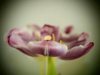 DOUBLE tulip