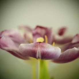 DOUBLE tulip van Made by Brigitte
