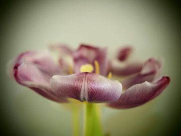 Tulipe DOUBLE sur Made by Brigitte