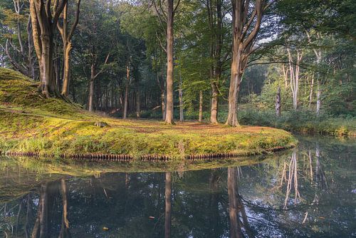 Reflectie in Elswout