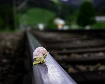 Slak op treinspoor van Hans-Bernd Lichtblau