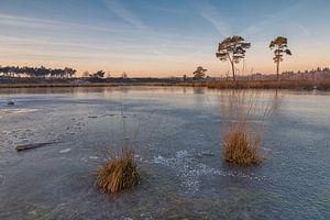 Gefroren