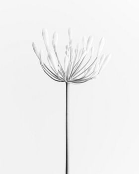 Pure - Fleurs monochromes