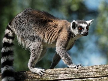 Ringtailed lemur : Safaripark Beekse Bergen by Loek Lobel