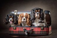 dogs in a suitcase by Bob Van Hoyweghen thumbnail