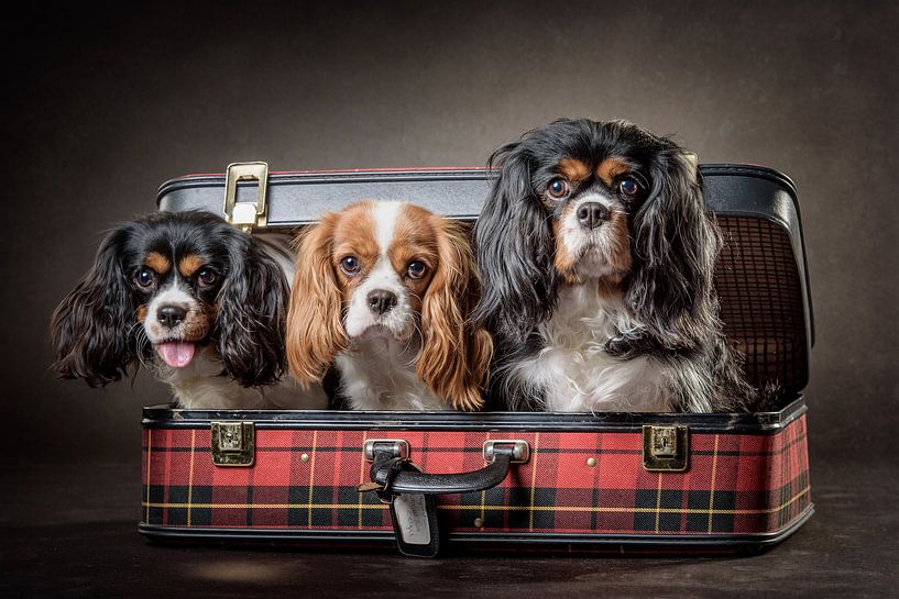 dogs in a suitcase by Bob Van Hoyweghen
