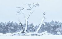 Verstild in sneeuw van Remco Stunnenberg thumbnail