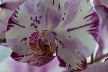 Close up pink orchid by Studio LE-gals