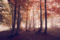 Oktober Nevel