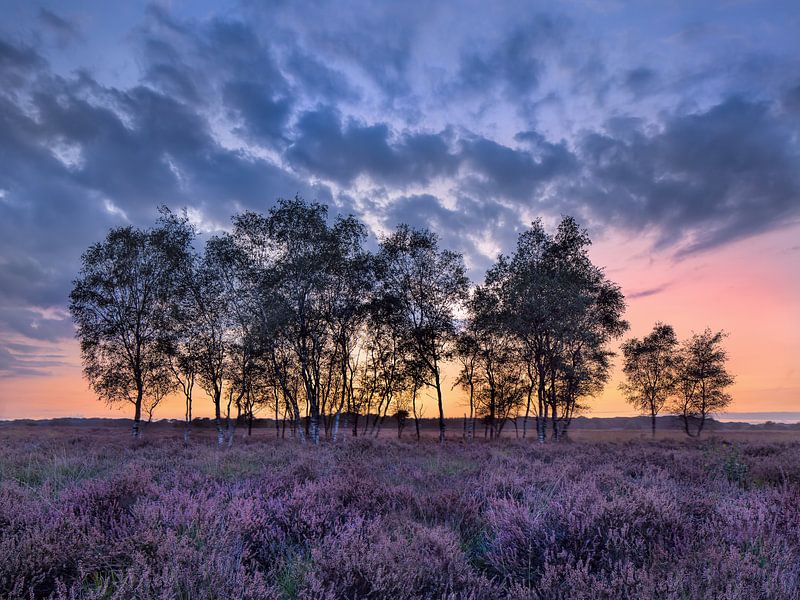 Row of birch trees on a purple flowering heater by Tony Vingerhoets