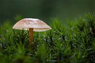 Ontluikende herfst van Sjors Gijsbers thumbnail