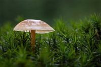 Ontluikende herfst