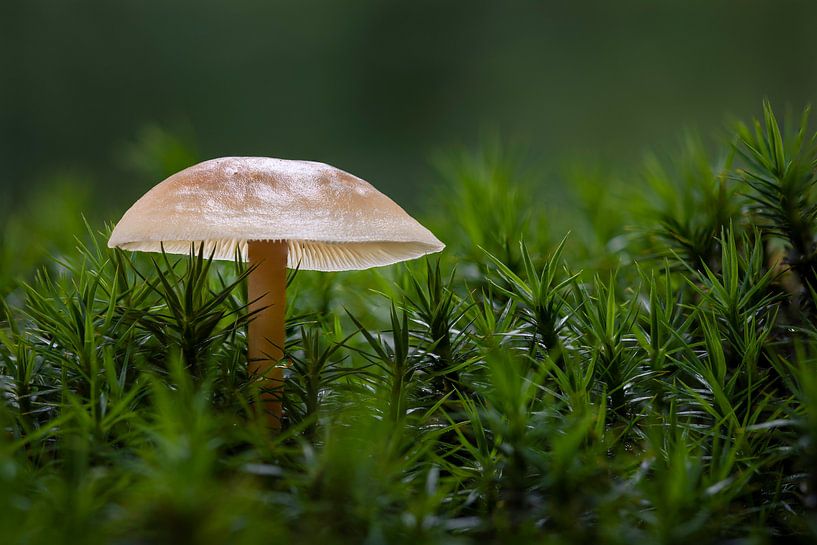 Ontluikende herfst van Sjors Gijsbers