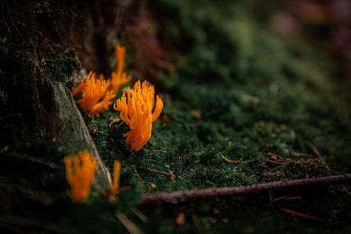 Klebriger Korallenpilz