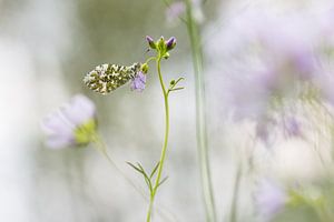 Pink dreams sur Francois Debets