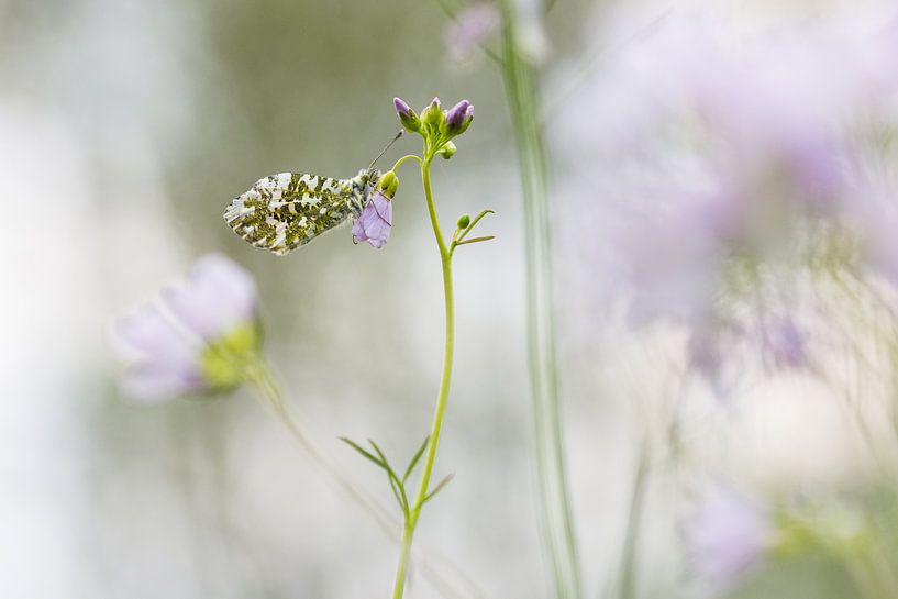 Pink dreams van Francois Debets