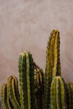 Cactussen in Marrakech Marokko van Wianda Bongen