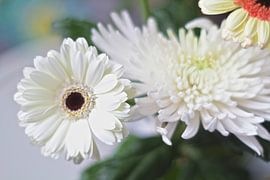 Astra en Gerbera bloemen