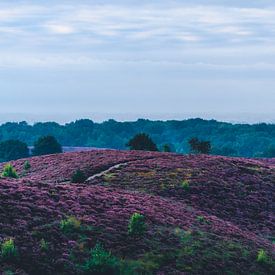 Purple Hills von Julius Pot