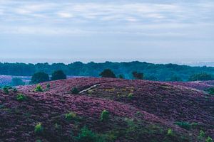 Purple Hills von Julius Pot