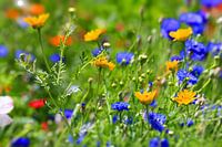 Blumenwiese