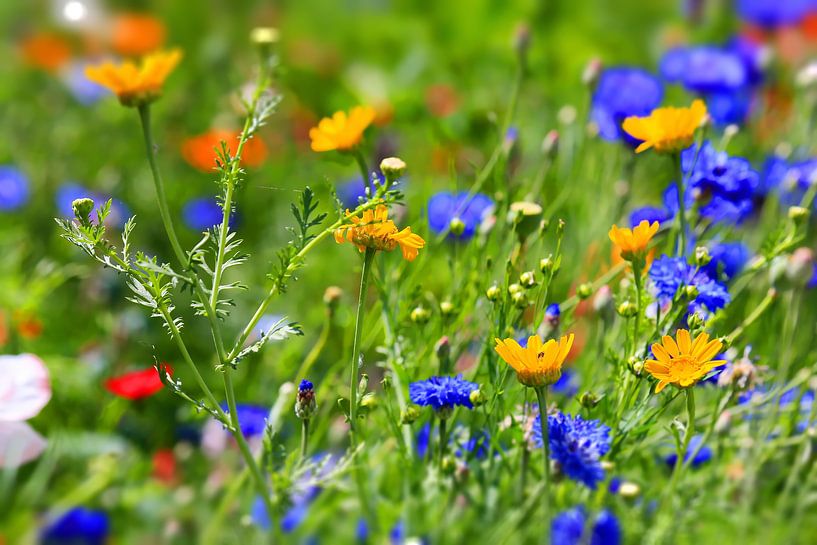 bloemenweide van fotoping