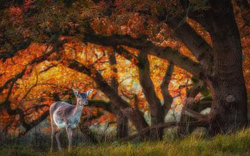 Autumn deer by Arjen Noord