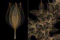 duo image: tulip of leaves