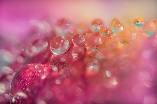 Farbenfroher Frühling: Tropfen auf einem Veilchen von Marjolijn van den Berg