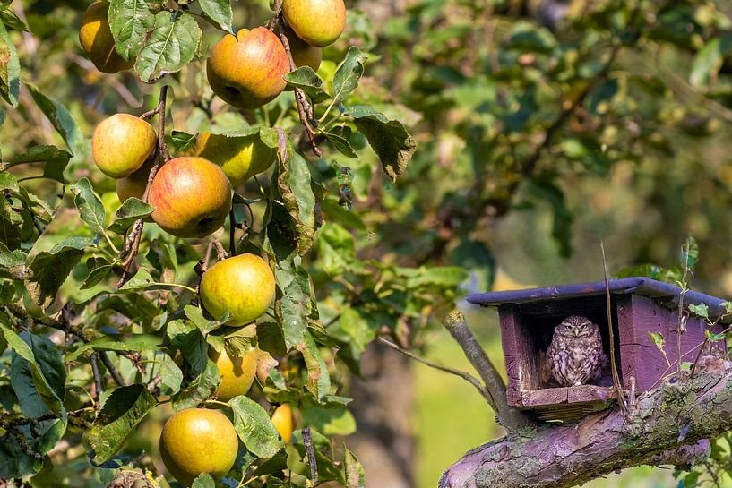 Little owl between the apples in old orchard by Michelle Peeters