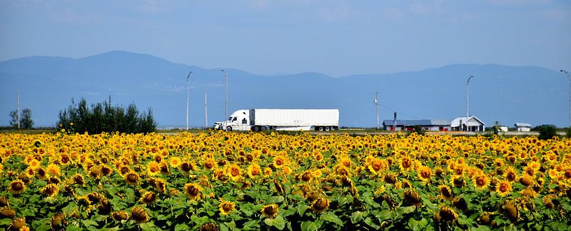 A field of sunflower flowers in summer by Claude Laprise