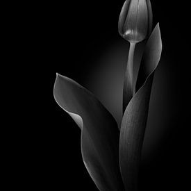 Atmospheric tulip in monochrome by Greetje van Son