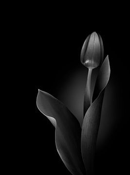 Tulipe atmosphérique en monochrome sur Greetje van Son