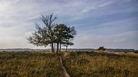 Veluwe