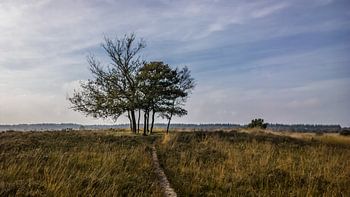 Veluwe