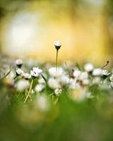 Daisy portrait