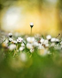 Gänseblümchenportrait von sir_pxalot