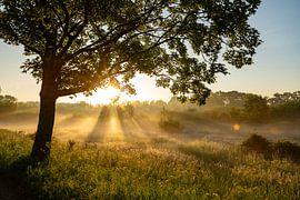 Sunrise in the mist