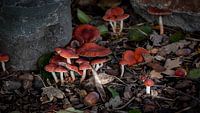 Paddenstoelen in de herfst van Irma Heisterkamp thumbnail