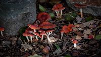 Pilze im Herbst