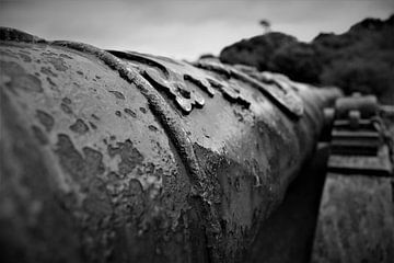 Cannon by Hannelore