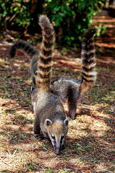 Coatis in the jungle by Roland Brack
