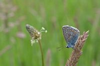 Vlinder Blauwtje Butterfly