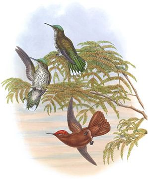 Leybold's Firecrown, John Gould van Hummingbirds