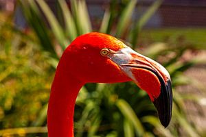 Gros plan sur un flamant rose. sur Mikhail Pogosov