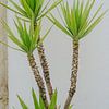 Groene palm tegen een witte muur van Sanne Overeijnder