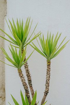 Groene palm tegen een witte muur