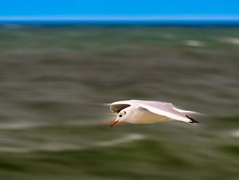 Seagull
