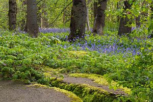Steine mit Moos in einem Wald voller wilder Hyazinthen im Park Wildrijk in Sint Maartensvlotbrug